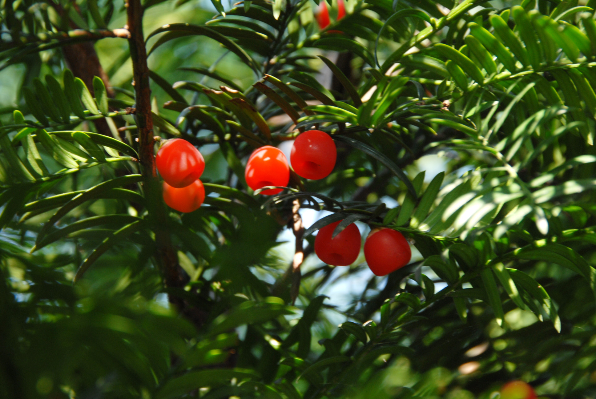 紅豆杉果